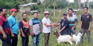 20 Ekor Kambing Disalurkan Pemdes RSB Dalam Program Pemberdayaan Ekonomi Masyarakat