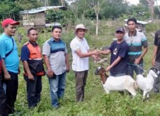 20 Ekor Kambing Disalurkan Pemdes RSB Dalam Program Pemberdayaan Ekonomi Masyarakat
