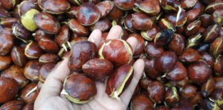 Masa Pandemi Covid-19, Harga Jengkol Melambung Naik