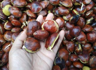 Masa Pandemi Covid-19, Harga Jengkol Melambung Naik