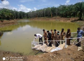 Tabur 10 Ribu Benih Ikan Emas, Desa RTU Miliki Cekdam Perikanan