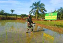 Dukung Program Ketahanan Pangan Ditengah Pandemi, TNI Turut Pupuk Padi