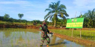 Dukung Program Ketahanan Pangan Ditengah Pandemi, TNI Turut Pupuk Padi