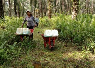 Karyawan PT Torganda Diliburkan Saat Penyelenggaraan PSU