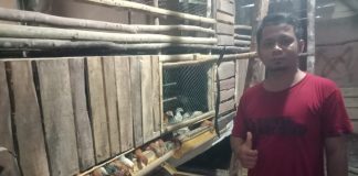 Budidaya Ayam Kampung dengan Maggot