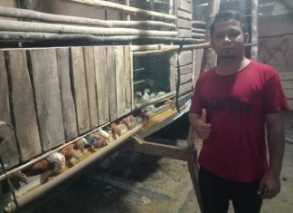 Budidaya Ayam Kampung dengan Maggot