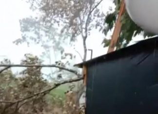 Atap Rumah Terbang, Pohon Ikut Tumbang Akibat Angin Kencang