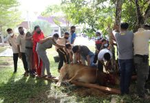 Bupati Rohul Kurban Satu Ekor Sapi Jenis Limousin