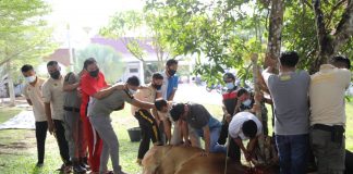 Bupati Rohul Kurban Satu Ekor Sapi Jenis Limousin