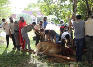 Bupati Rohul Kurban Satu Ekor Sapi Jenis Limousin