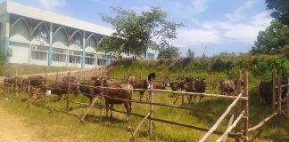 Disnakbun Rohul Periksa Kesehatan 72 Ekor Hewan Kurban, Bupati Turut Serahkan Sapi Bobot 150 Kg