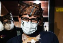 VIRAL, Kisah Mboy Si Kucing Buta, Bisa Berjumpa Dengan Sang Idola