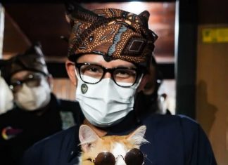 VIRAL, Kisah Mboy Si Kucing Buta, Bisa Berjumpa Dengan Sang Idola