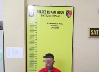 Berantas Narkoba, Polisi di Rohul Berhasil Amankan Pria Pemilik Ganja Kering Dengan Berat 2,4 Kg