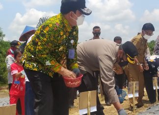 Bupati Bersama Kapolres Rohul Tanam Bibit Bawang Merah di Desa Persiapan Mahato Cindur Jaya
