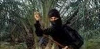 Lima Ninja Sawit Diamankan Polisi di Rohul, Diduga Curi Sawit Hingga 2 Ton