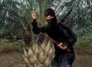 Lima Ninja Sawit Diamankan Polisi di Rohul, Diduga Curi Sawit Hingga 2 Ton