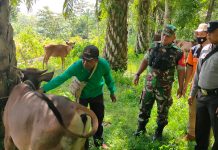 Disnakbun Rohul Suntikkan Vaksin PMK Ke Ratusan Sapi