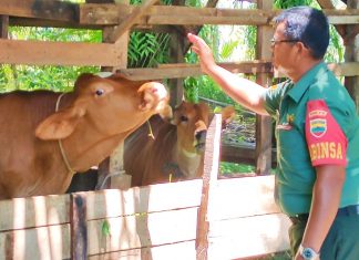 Kasus Sapi Terpapar PMK Semakin Banyak, Disnakbun Rohul Kekurangan Vaksin