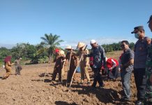Wabup Rohul Tanam Kacang Tanah Bersama Masyarakat Desa Sungai Kumango