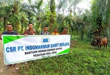 PT Indomakmur Sawit Berjaya Salurkan Bantuan Hewan Qurban