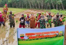 Dukung Ketahanan Pangan, TNI di Rohul Bantu Tanam Padi Sawah Bersama Warga