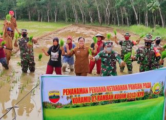 Dukung Ketahanan Pangan, TNI di Rohul Bantu Tanam Padi Sawah Bersama Warga