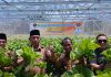 Panen Raya Budidaya Tanaman Hidroponik di Desa Sejati
