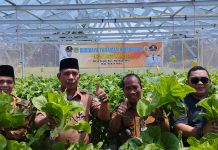 Panen Raya Budidaya Tanaman Hidroponik di Desa Sejati