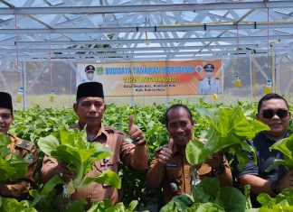 Panen Raya Budidaya Tanaman Hidroponik di Desa Sejati