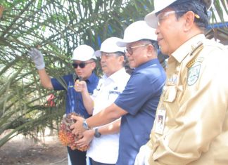 GUBRI DAN BUPATI ROHUL PANEN PERDANA SAWIT PLASMA PTPN V