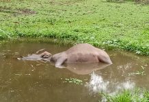 Ratusan Kerbau di Rohul Terpapar Sepricaemia Epizootica