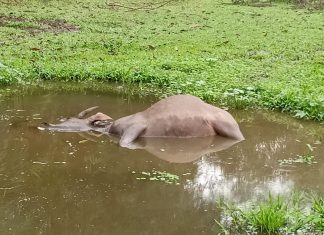 Ratusan Kerbau di Rohul Terpapar Sepricaemia Epizootica