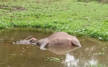 Ratusan Kerbau di Rohul Terpapar Sepricaemia Epizootica