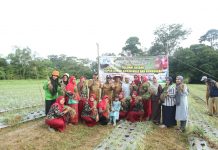 Wabup Rohul Panen Bawang Merah Bersama Warga
