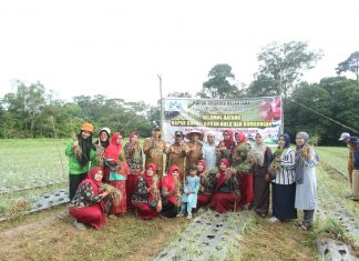 Wabup Rohul Panen Bawang Merah Bersama Warga