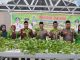 RESES DI KEPENUHAN HILIR, Muhammad Ilham Sambangi Budidaya Tanaman Hidroponik