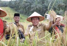 Berikut Pesan Bupati Sukiman Saat Panen Padi Gogo di Desa Rambah Samo