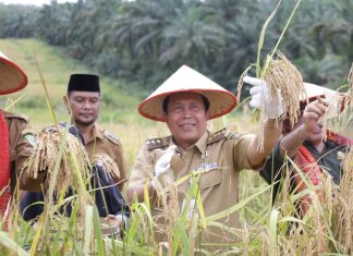 Berikut Pesan Bupati Sukiman Saat Panen Padi Gogo di Desa Rambah Samo