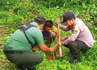 Cintai Lingkungan Sekitar, TNI di Rokan Hulu Tanam Pohon Bersama Polri dan Masyarakat