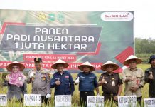 Panen Padi Nusantara 1 Juta Hektar, Ibnu Ulya : Rohul Penghasil Beras di Riau