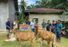 Masyarakat Desa Rambah Jaya, Mendapat Bantuan Sapi Dari PT SSL