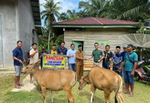 Masyarakat Desa Rambah Jaya, Mendapat Bantuan Sapi Dari PT SSL