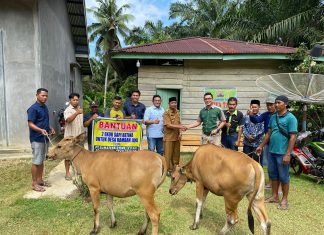 Masyarakat Desa Rambah Jaya, Mendapat Bantuan Sapi Dari PT SSL