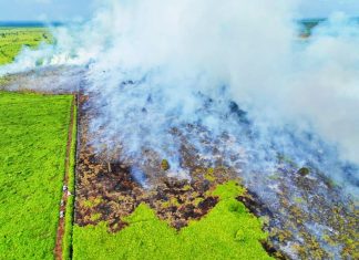 Ratusan Hektar Lahan Gambut di Rokan Hulu Terbakar