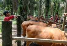 Disnakbun Rohul Ingatkan Masyarakat Pentingnya SKKH Bagi Hewan Kurban