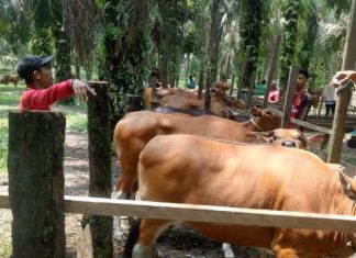 Disnakbun Rohul Ingatkan Masyarakat Pentingnya SKKH Bagi Hewan Kurban