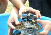 Mengenal Tuntong Sungai, Salah Satu Satwa Endemik Riau yang Terancam Punah