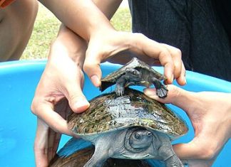 Mengenal Tuntong Sungai, Salah Satu Satwa Endemik Riau yang Terancam Punah
