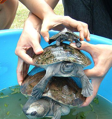 Mengenal Tuntong Sungai, Salah Satu Satwa Endemik Riau yang Terancam Punah